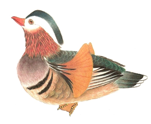 Le canard mandarin en peinture chinoise gongbi, étape 4