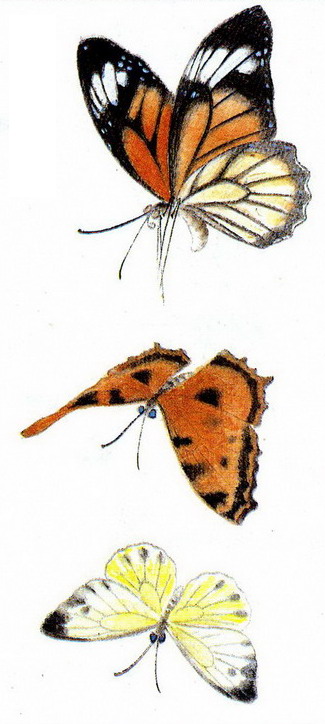 Çin gongbi resim tekniğinde kelebek, 3