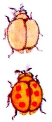 Les coccinelles en peinture chinoise gongbi 2