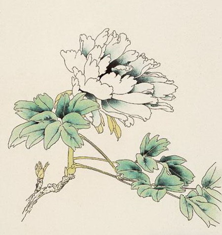 Le pivoine en peinture chinoise gongbi étape 2