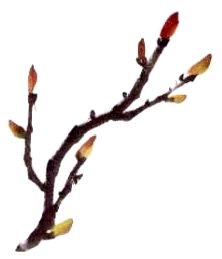 Le pivoine en peinture chinoise xieyi, la feuille 3