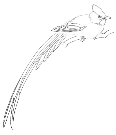 Çin Gongbi resim tekniğiyle budgerigar, adım 1