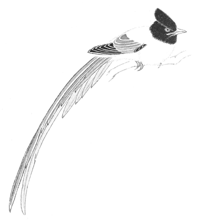 Çin Gongbi resim tekniğiyle budgerigar, adım 2