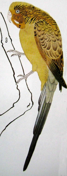 La perruche en peinture chinoise gongbi, étape 2