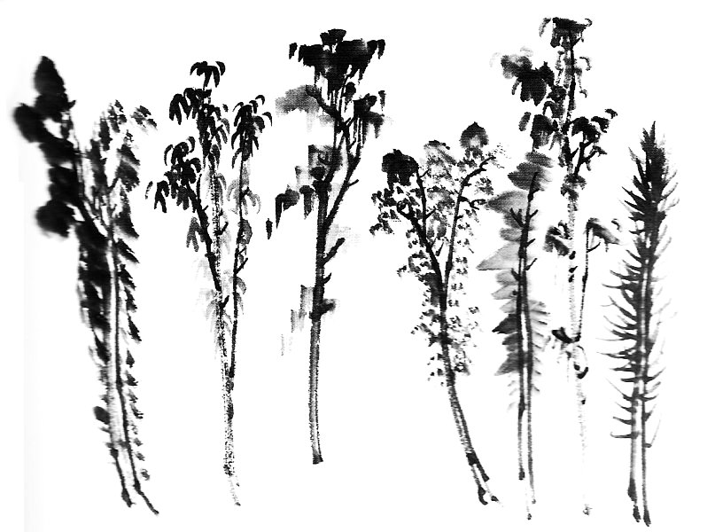 Peinture chinoise : les arbres